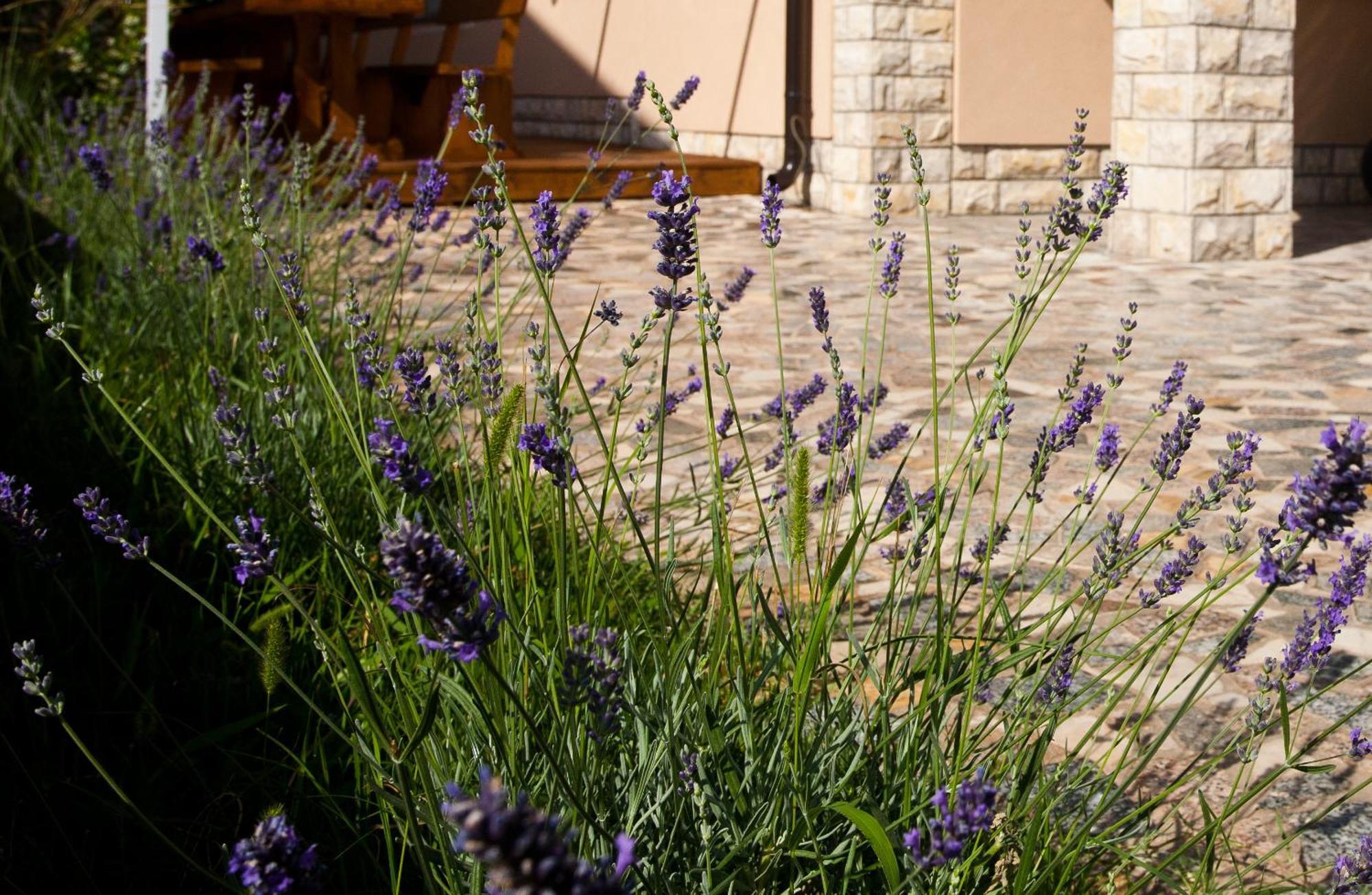 Bed & Breakfast Mario Krk Town Extérieur photo